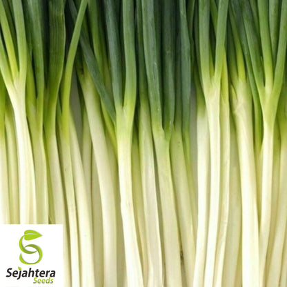 200+ Tokyo Long White Onion Seeds - Bunching Scallions, Non-GMO Vegetable