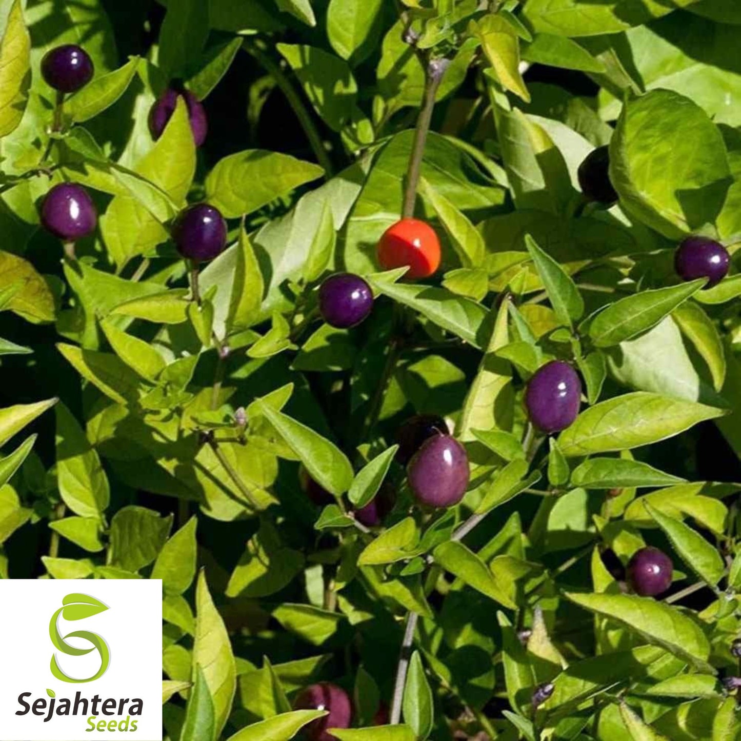 Blue Dream Pepper Bush Seeds {Capsicum annuum} Filius Blue 50+ Seeds