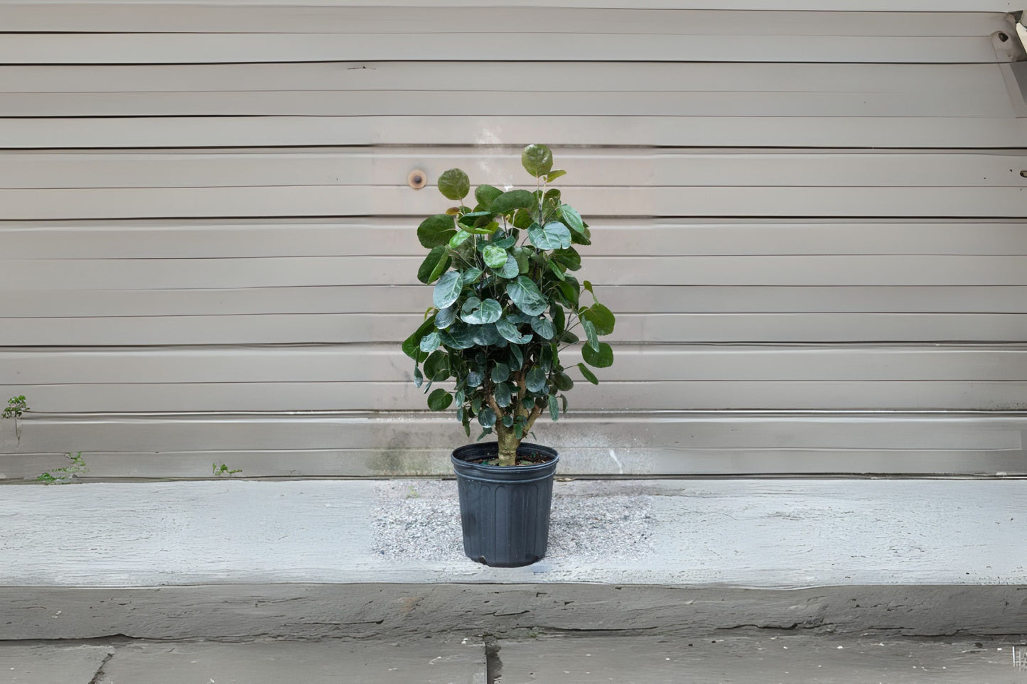 Aralia 'Fabian' Plant in 6" Pot - Polyscias scutellaria 'Fabian' - Glossy Dark Green Foliage - Indoor/Outdoor Tropical Decor