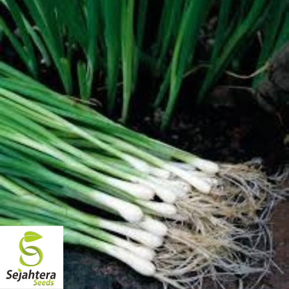 White Lisbon Onion Seeds - 500+ Heirloom, Non-GMO, Bunching & Fresh