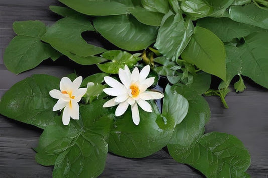 Tropical Pond Lily Pack of 3 - Dauben Variety Nymphaea x 'Dauben' - Scented Blue Flowers, Speckled Foliage, Partial Shade Tolerant