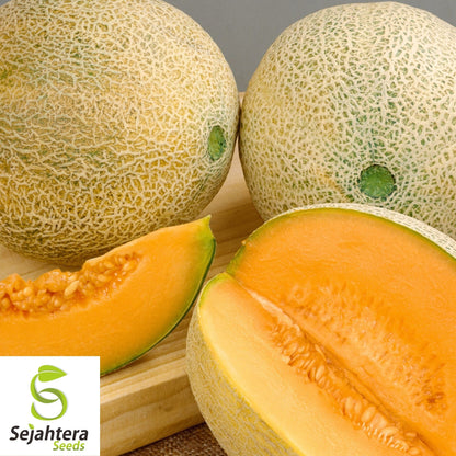 Planters Jumbo Cantaloupe Seeds 50+ | Sweet Muskmelon Fruit NON-GMO USA