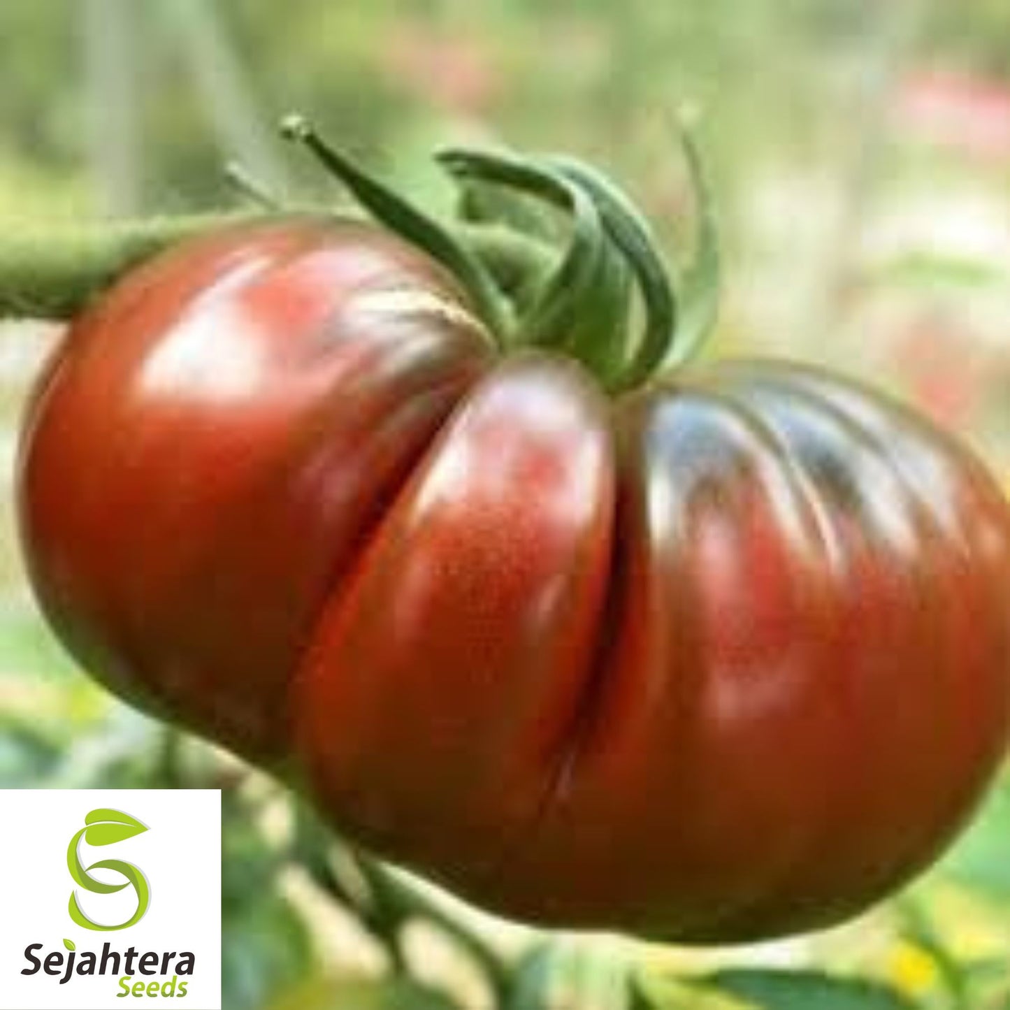 Black Krim Tomato Seeds - 120+ Organic Heirloom - Sweet & Juicy - Non-GMO
