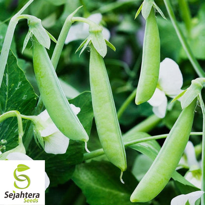 Sugar Snap Pea Seeds 25 Ct | Heirloom Pod Vegetable NON-GMO USA