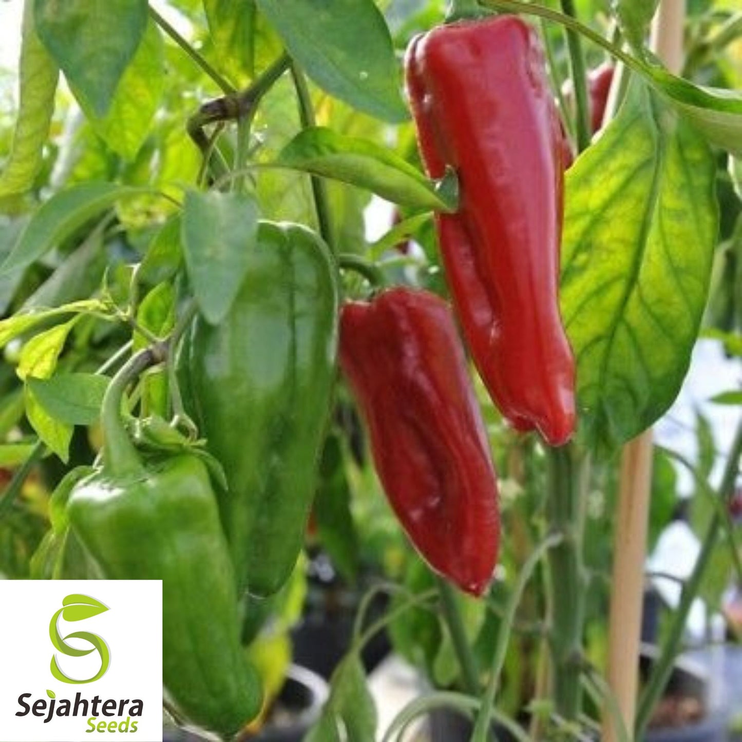 25 Marconi Rosso Italian Pepper Seeds - Non-GMO, Sweet & Flavorful Variety