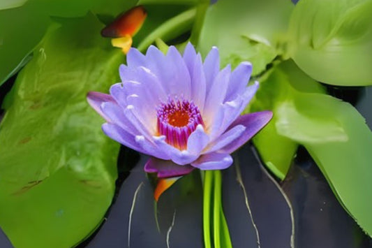 Tropical Pond Lily Pack of 3 - August Koch Nymphaea x 'August Koch' - Fragrant Cup-Shaped Flowers & Green Leaves