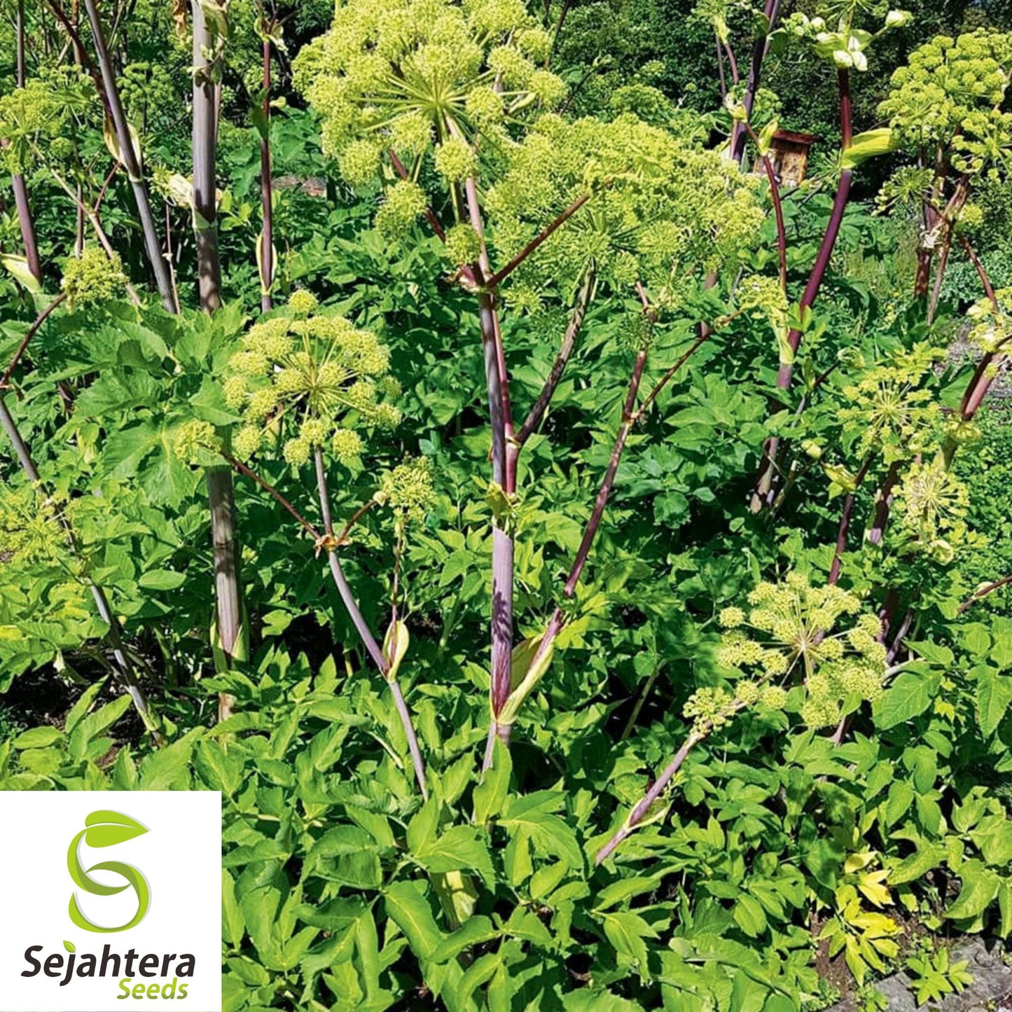 30 Angelica Holy Ghost Seeds - Non-GMO, Biennial Herb & Culinary Licorice Flavor