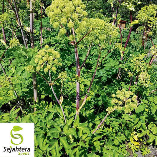 30 Angelica Holy Ghost Seeds - Non-GMO, Biennial Herb & Culinary Licorice Flavor