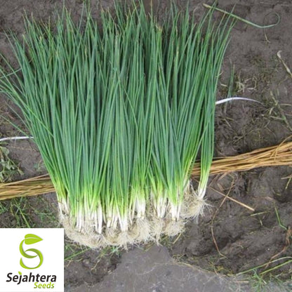 White Lisbon Onion Seeds - 500+ Heirloom, Non-GMO, Bunching & Fresh