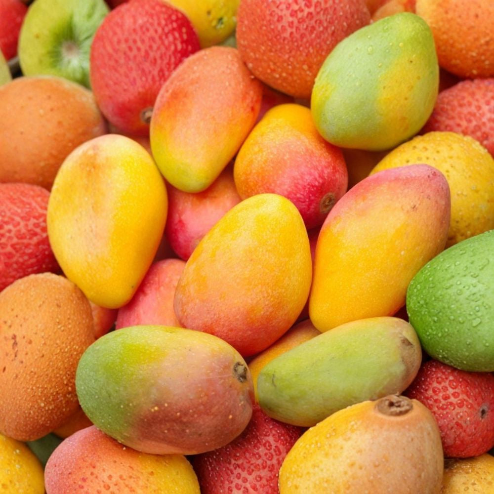 Valencia Pride Mango Tree – Mangifera indica Grafted Live Tree | 1–2 Feet Tall | Ready for Transplant  Fast Growing | Large Sweet Fruit | Florida Favorite