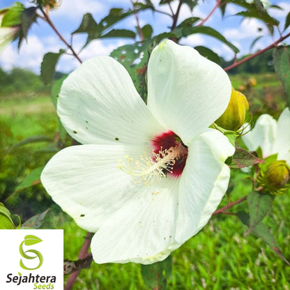 25+ White Hibiscus Seeds - Crimson Eye, Perennial, Hardy, Non-GMO & Stunning