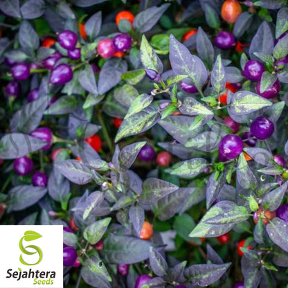 Blue Dream Pepper Bush Seeds {Capsicum annuum} Filius Blue 50+ Seeds