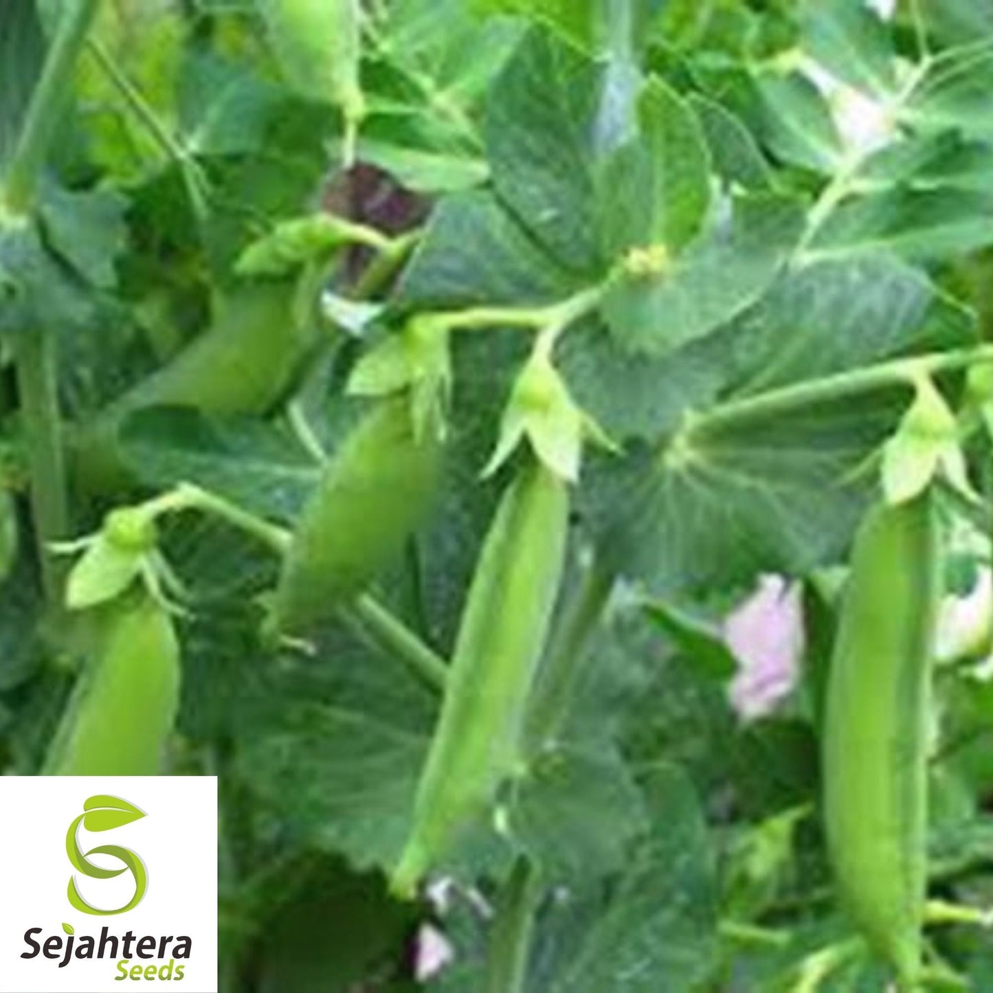 Sugar Snap Pea Seeds 25 Ct | Heirloom Pod Vegetable NON-GMO USA