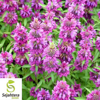 Lemon Mint Seeds 500+ | Monarda citriodora Herb Heirloom Annual USA