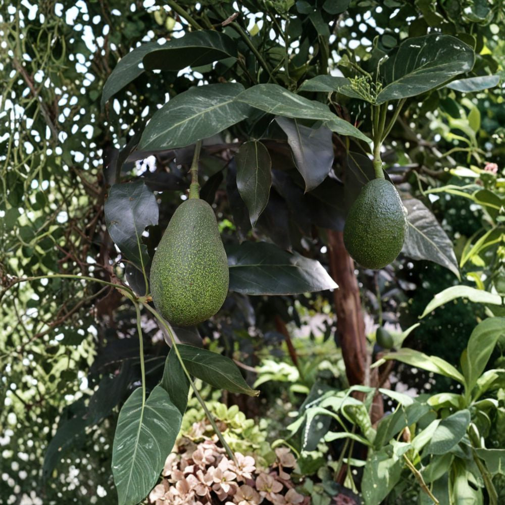 Avocado Tree – Persea americana  Live Avocado Plant | 15 Inches Tall Trimmed • Ready to Plant • Outdoor & Container Friendly