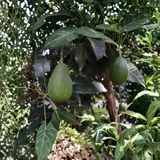 Avocado Tree – Persea americana  Live Avocado Plant | 15 Inches Tall Trimmed • Ready to Plant • Outdoor & Container Friendly