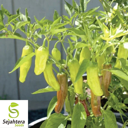 25 Greek Pepperoncini Sweet Pepper Seeds - Non-GMO, Mild & Flavorful