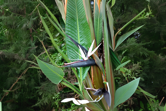 White Bird of Paradise Plant - Large Live Tropical Houseplant - Strelitzia reginae - Exotic Green Decor - 3 Plants in 1 Gallon Pot