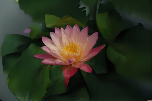 Tropical Pond Lily Pack of 3 - Rose-Yellow Blooms, Nymphaea x 'Albert Greenberg', Mottled Foliage, Fragrant Water Plant