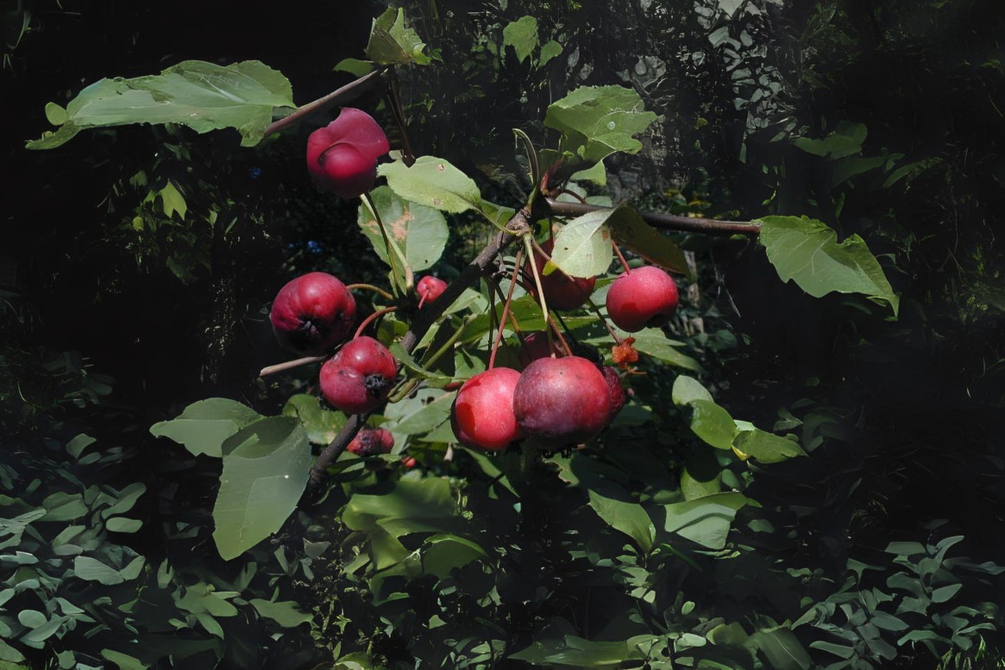 Plum-leaved Apple Plumleaf Crab Apple (Malus prunifolia)