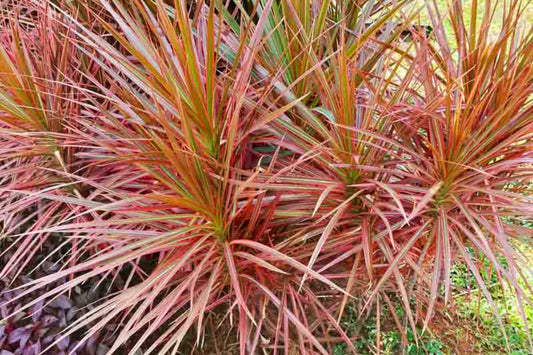 Dracaena 'Colorama' Plant in 2.25 Gallon Pot - Colorful Indoor Houseplant for Home Decor, Dracaena fragrans