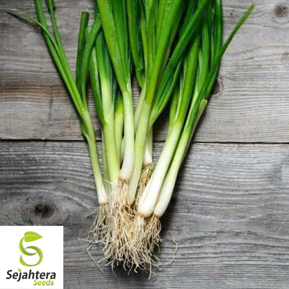 White Lisbon Onion Seeds - 500+ Heirloom, Non-GMO, Bunching & Fresh