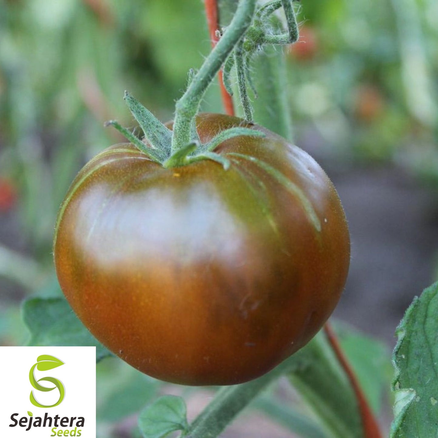 30+ Black Prince Tomato Seeds - Heirloom, Organic, Non-GMO, Rare & Rich Flavor