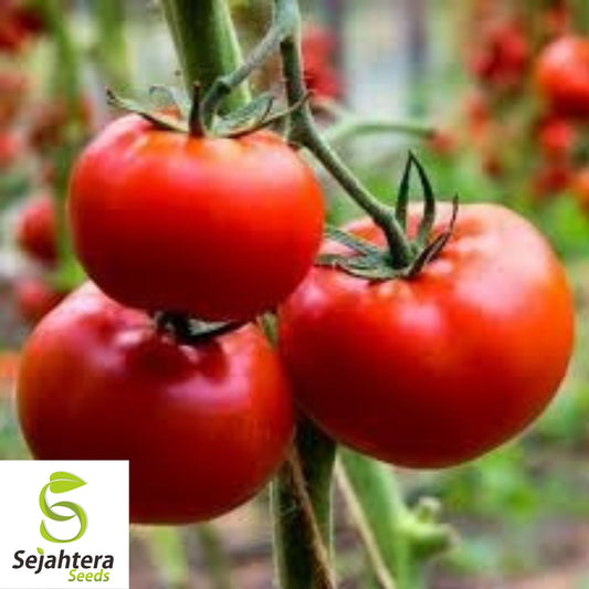 Ace 55 Tomato Seeds - 120+ Heirloom - Non-GMO, Low-Acid & High Yield