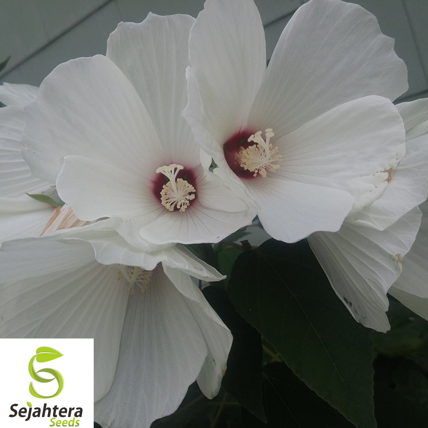 25+ White Hibiscus Seeds - Crimson Eye, Perennial, Hardy, Non-GMO & Stunning