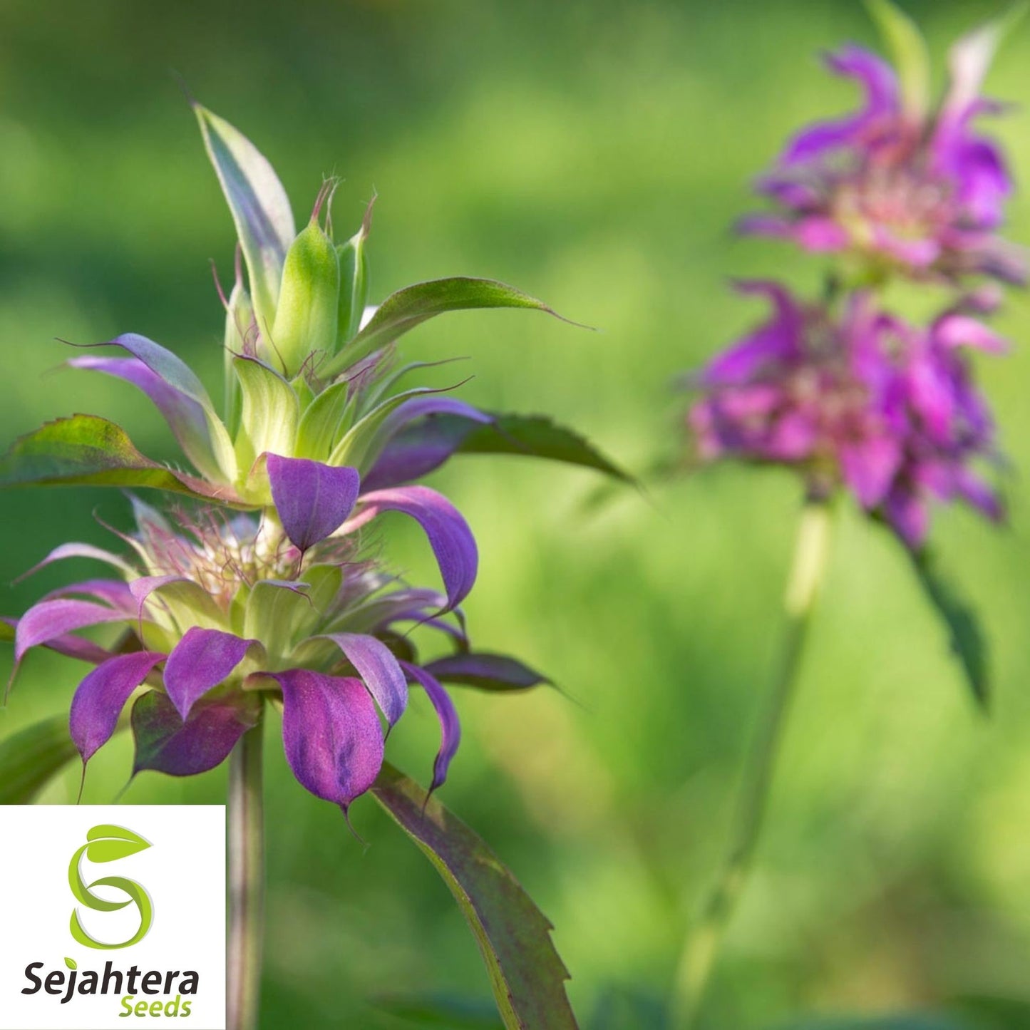 Lemon Mint Seeds 500+ | Monarda citriodora Herb Heirloom Annual USA