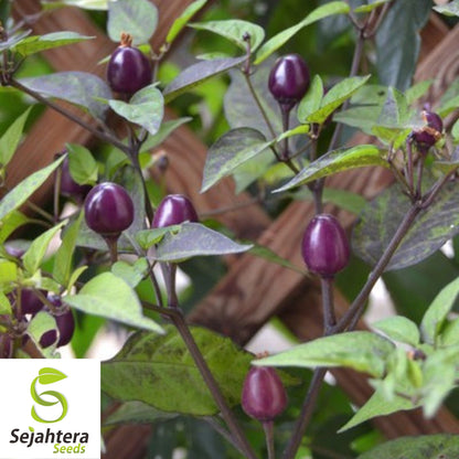 Blue Dream Pepper Bush Seeds {Capsicum annuum} Filius Blue 50+ Seeds