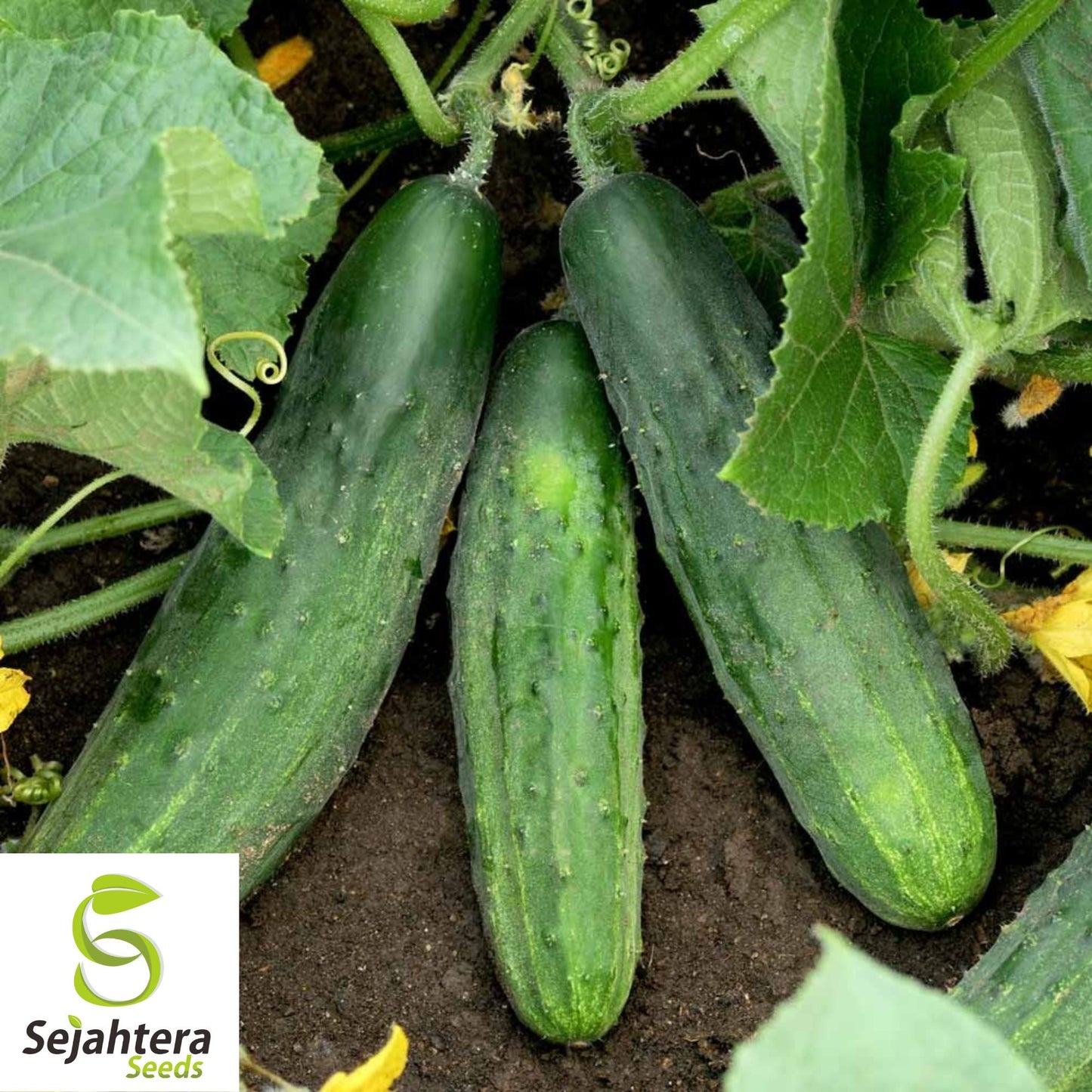 Spacemaster 80 Cucumber Seeds - 25+ Heirloom, Organic, Non-GMO & Fresh