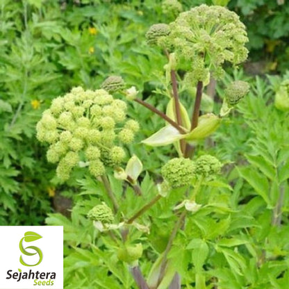 30 Angelica Holy Ghost Seeds - Non-GMO, Biennial Herb & Culinary Licorice Flavor