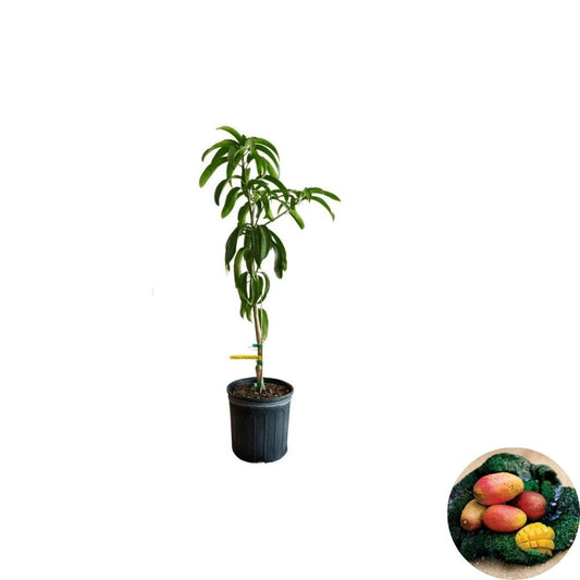 Kent Mango Tree – Mangifera indica Grafted Live Tree | 2–4 Feet Tall | Fast Growing  Sweet Fiber-Light Variety | Late Season Favorite | Ships to CA & PR