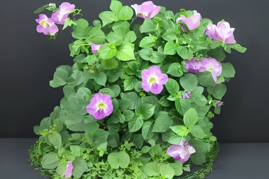 Chinese Violet Live Plant - Variegated Ground Cover with Purple Flowers - Asystasia gangetica for Gardens & Containers