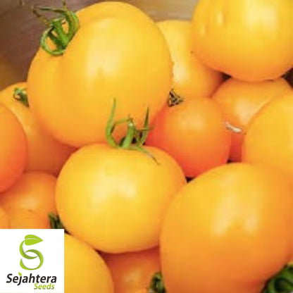 Golden Jubilee Tomato Seeds 100 Ct | Heirloom Vegetable NON-GMO USA