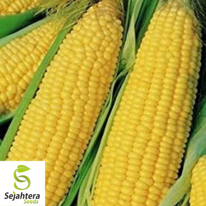Iochief Yellow Corn Seeds 25 Ct | Sweet Heirloom Vegetable NON-GMO USA