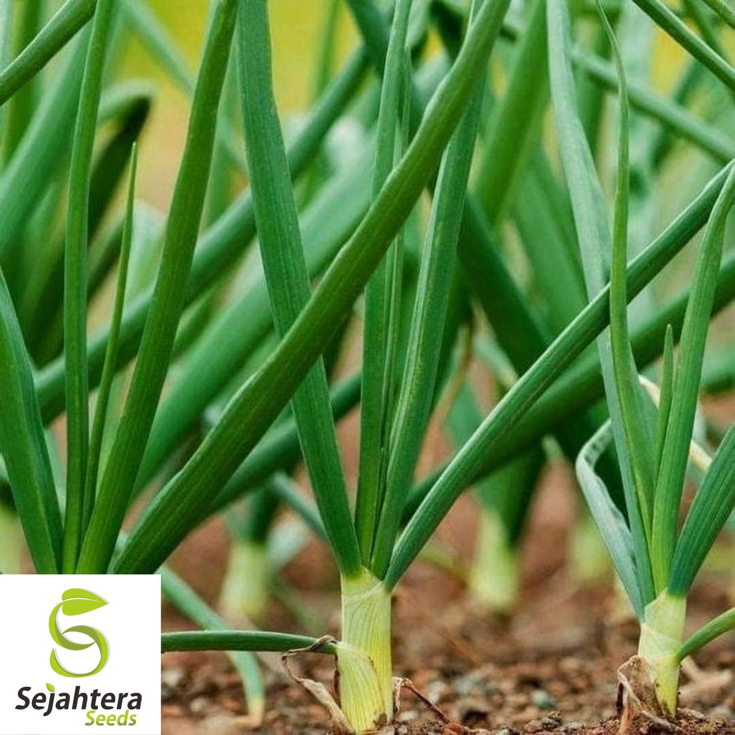 200+ Tokyo Long White Onion Seeds - Bunching Scallions, Non-GMO Vegetable