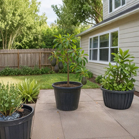 Hass Avocado Tree Seedling – Persea americana  Live Tropical Starter Plant | Healthy Young Tree USDA Certified • Ready to Grow