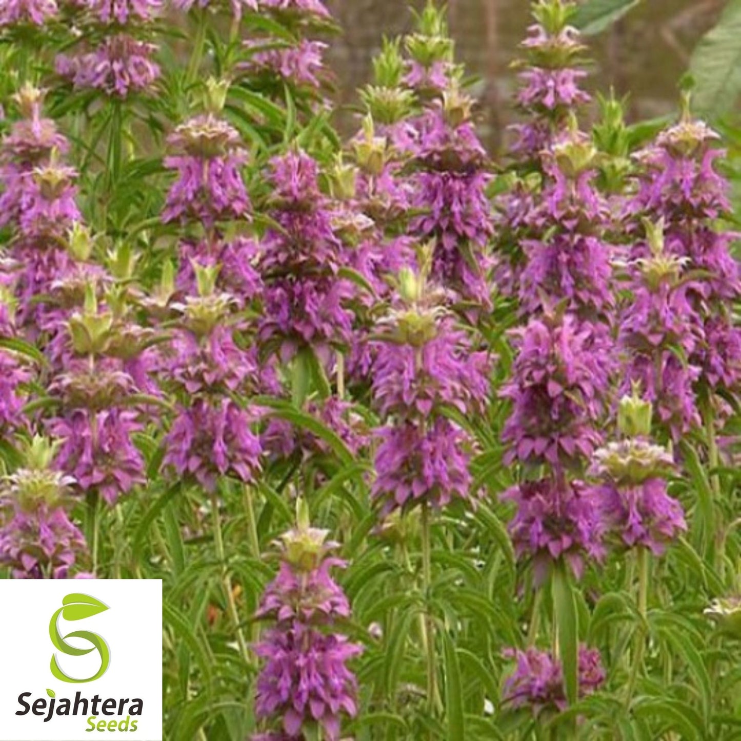Lemon Mint Seeds 500+ | Monarda citriodora Herb Heirloom Annual USA