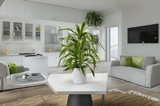 Dracaena 'Lemon Lime' 3 Gallon Pot - Vibrant Tropical Houseplant, Dracaena Fragrans - Indoor Plant for Bright Spaces
