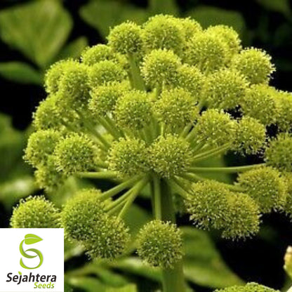 30 Angelica Holy Ghost Seeds - Non-GMO, Biennial Herb & Culinary Licorice Flavor