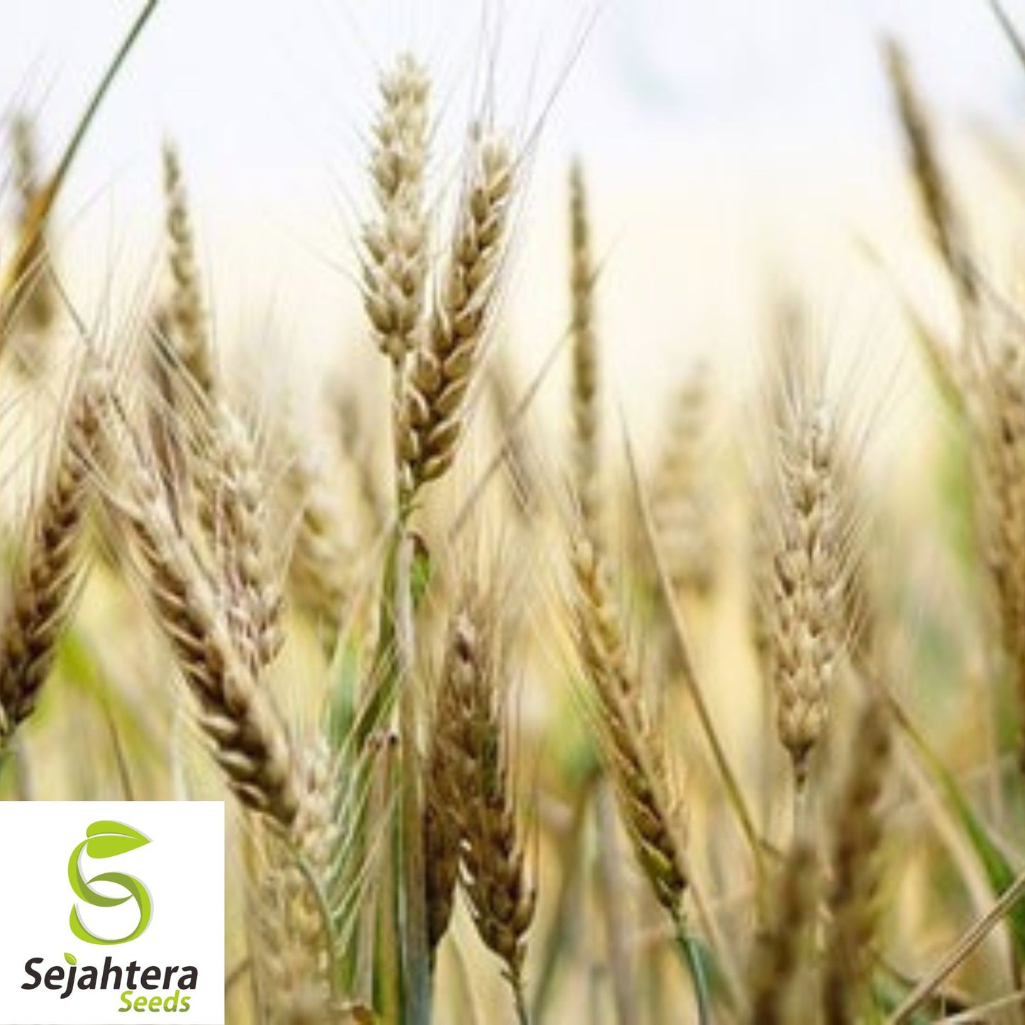 Einkorn Wheat Seeds - 1000+ Organic Heirloom - Ancient Grain & Non-GMO