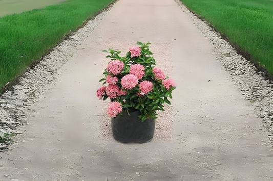 Dwarf Ixora Pink Live Plant 1 Gal Pot - Ixora chinensis - Compact Evergreen Shrub for Small Gardens & Tropical Landscaping - Qty 4