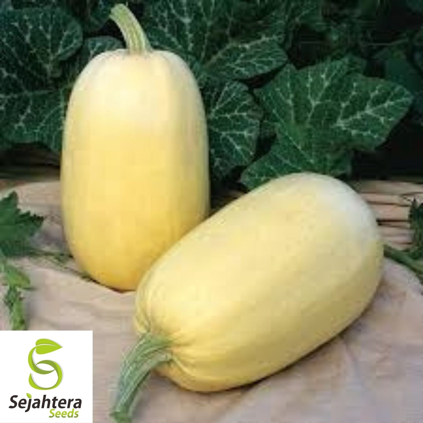 Spaghetti Squash Seeds 20 Ct | Heirloom Winter Vegetable Garden USA