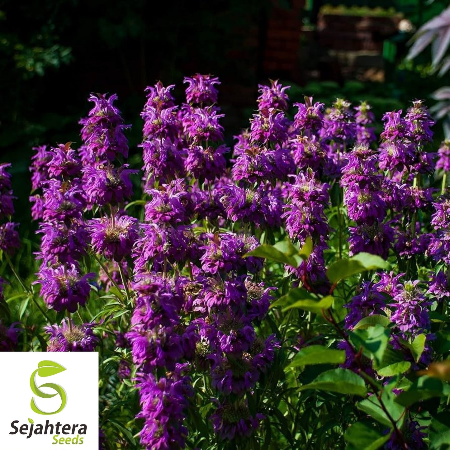 Lemon Mint Seeds 500+ | Monarda citriodora Herb Heirloom Annual USA
