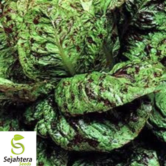 500+ Freckles Romaine Lettuce Seeds - Heirloom, Organic, Non-GMO, Crisp & Unique