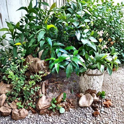Long Trinidad Mango Tree – Mangifera indica Live Seedling | 8–10 Inches Tall | Rare Caribbean Variety  Polyembryonic | Citrus-Forward Flavor | Cultural Heirloom