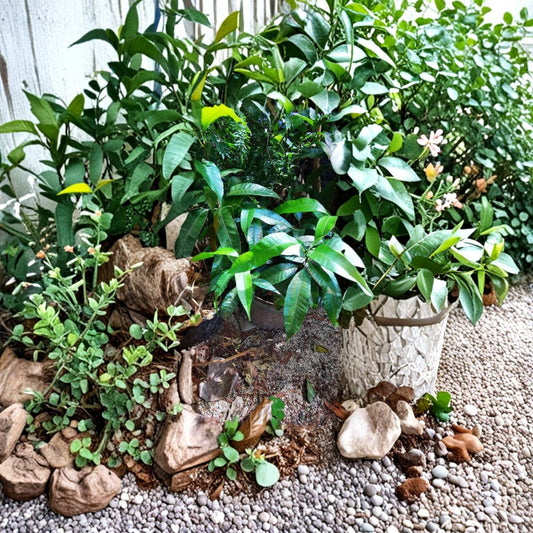 Long Trinidad Mango Tree – Mangifera indica Live Seedling | 8–10 Inches Tall | Rare Caribbean Variety  Polyembryonic | Citrus-Forward Flavor | Cultural Heirloom
