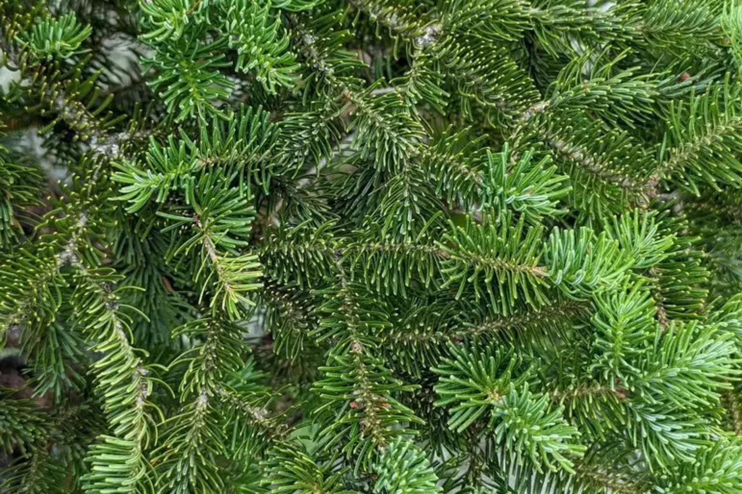 Balsam Fir (Abies balsamea Nova Scotia)